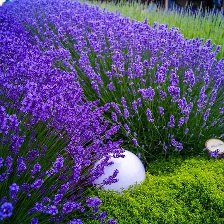 Kraeutergarten-klostermuehle Appartement